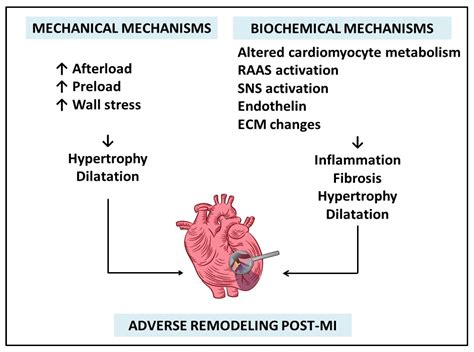 lv remodeling|left ventricular adverse remodeling.